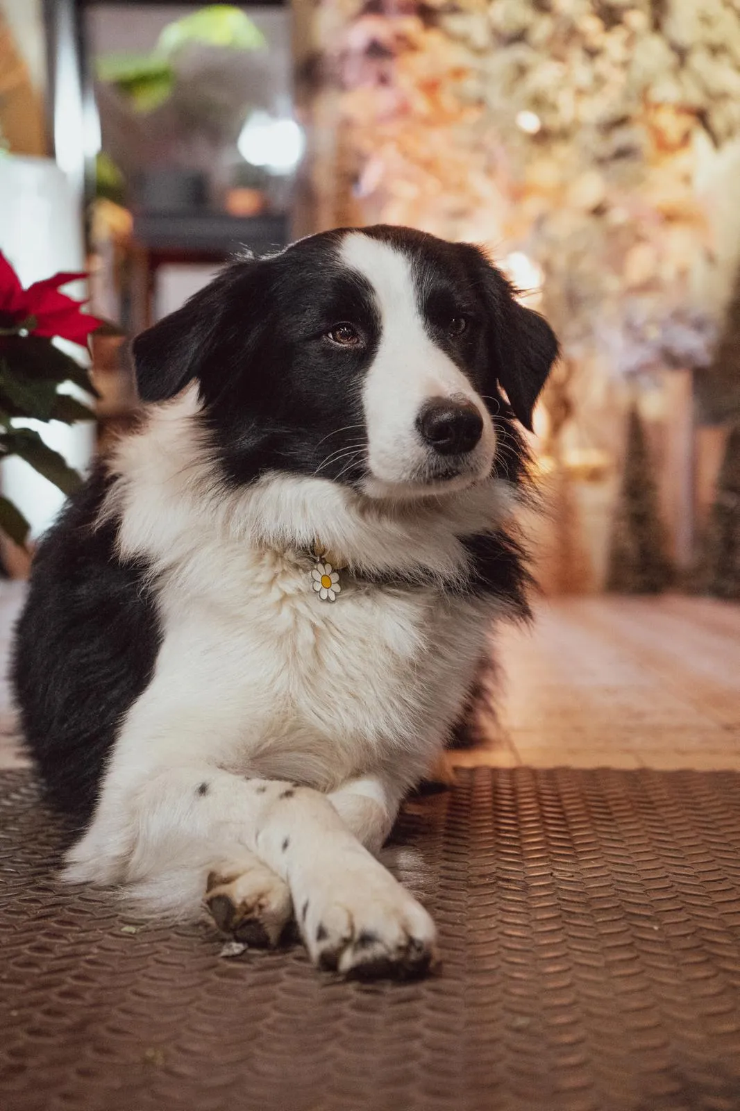 Oslo, le chien de Saliha