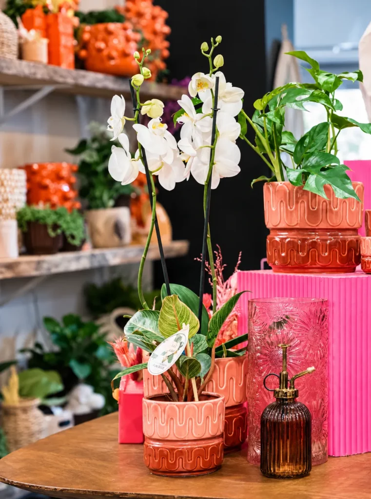 Plantes, orchidées et objets de décoration — sélection de La Rose des Sables By Saliha